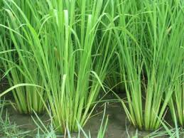 خصوصیات برنج فجر