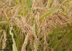 تولید نئوپان از شلتوک برنج